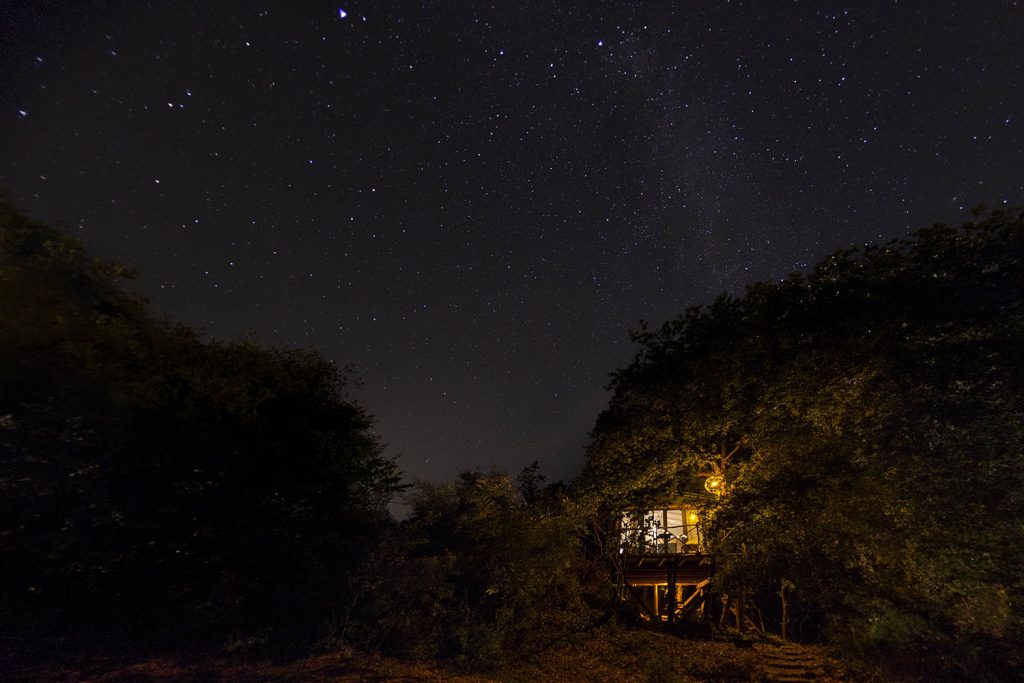the tree house exterior night03